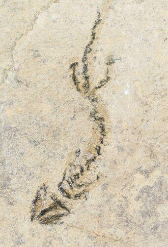 Permian Branchiosaur (Amphibian) Fossil - Germany #63574